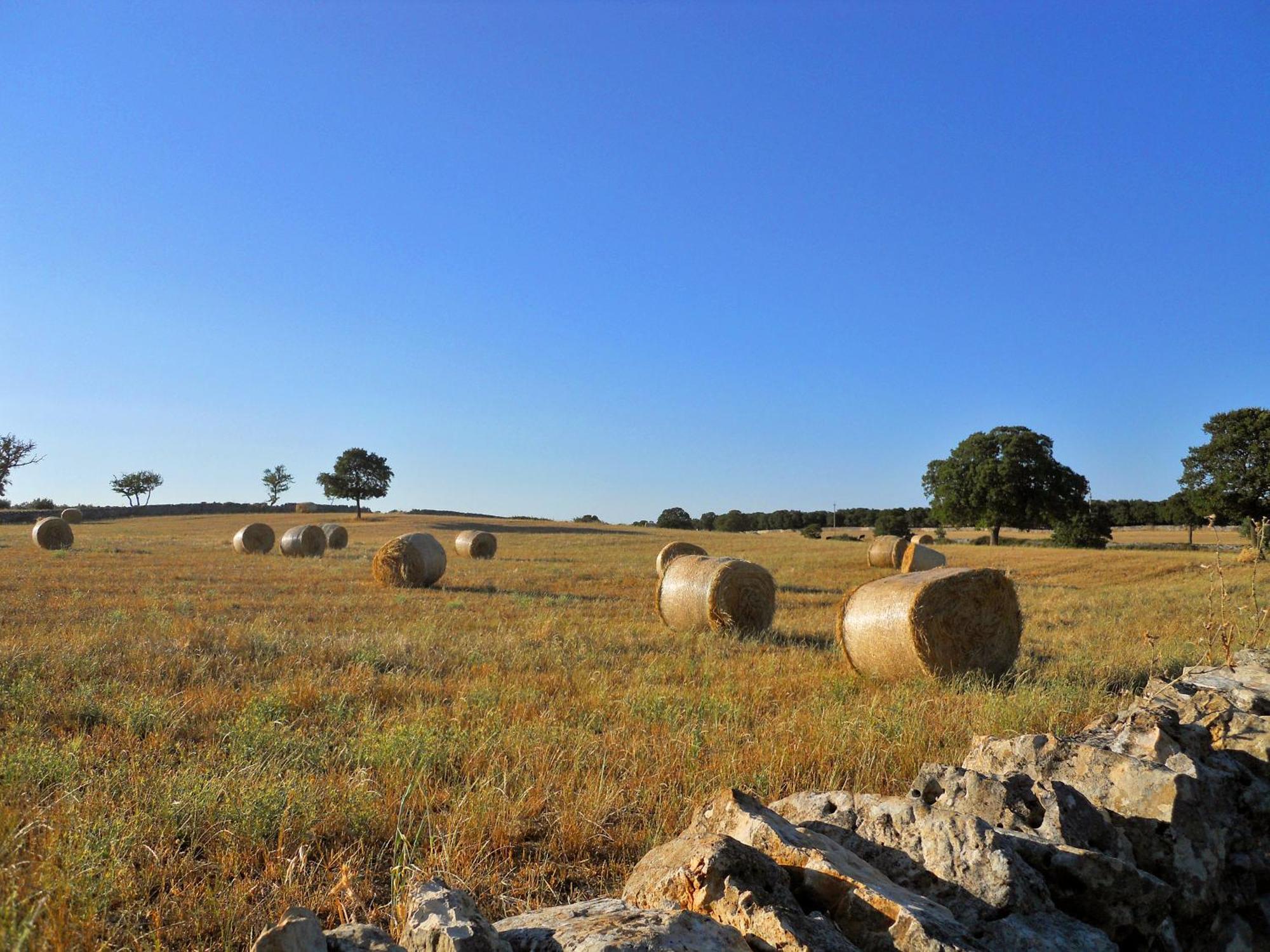 Agriturismo Masseria Casa Busciana อัลเบโรเบลโล ภายนอก รูปภาพ