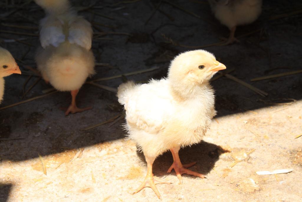 Agriturismo Masseria Casa Busciana อัลเบโรเบลโล ภายนอก รูปภาพ